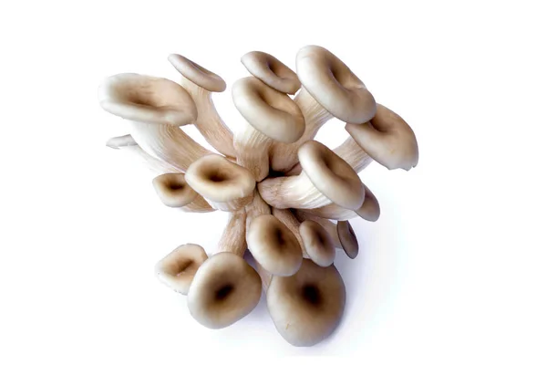 Frische Und Junge Auster Organic Pilz Isoliert Auf Weißem Hintergrund — Stockfoto