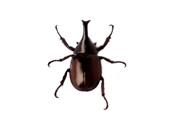 Male Hercules Beetle Bug Dynastinae Rhinoceros Beetle Isolated White Background — Photo