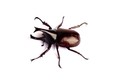 Male Hercules beetle bug  or Dynastinae  Rhinoceros Beetle isolated on white background. Concept : wildlife animal. Fighter insect in rainy season ,Thailand.    