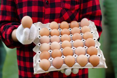 Yakın çiftçi çiftlikten bir tepsi yumurtayı elinde tutuyor. Organik tarım kavramı, çiftçiler sağlıklı ekolojik gıda üretiyor. Kötü ekonomide en iyi yemek..                      