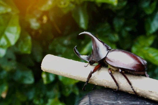 Male Hercules Gândac Bug Sau Dynastinae Rhinoceros Beetle Crenguță Fundal — Fotografie, imagine de stoc