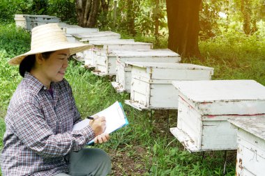 Asian female farmers is surveying and inspecting wooden beekeeping boxes in the orchard for raising bees. Do research to develop quality. Concept : Business beekeeping industry  for honey in orchards.