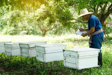 Asian man farmers is surveying and inspecting wooden beekeeping boxes in the orchard for raising bees. Do research to develop quality. Concept : Business beekeeping industry  for honey in orchards.