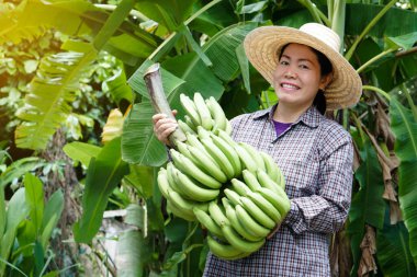 Asian woman farmer holds big bunch of green banana fruits in his garden. Concept : Agriculture crop in Thailand. Thai farmers grow  bananas for sell as family business or share to neighbor 