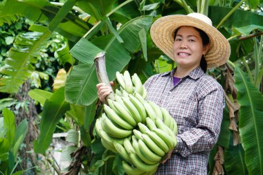 Asian woman farmer holds big bunch of green banana fruits in his garden. Concept : Agriculture crop in Thailand. Thai farmers grow  bananas for sell as family business or share to neighbor 