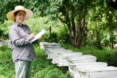 Asian female farmers is surveying and inspecting wooden beekeeping boxes in the orchard for raising bees. Do research to develop quality. Concept : Business beekeeping industry  for honey in orchards.