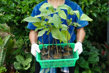 Closeup gardener holds green basket that contains young plants, prepare to grow in garden. Concept : economic forest plantation. Gardening. Forest  and environment conservation. Go green for the world