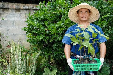 Asian man gardener hold green basket that contain young plants, prepare to grow in garden. Concept : economic forest plantation. Gardening. Forest  and environment conservation. Go green for the world