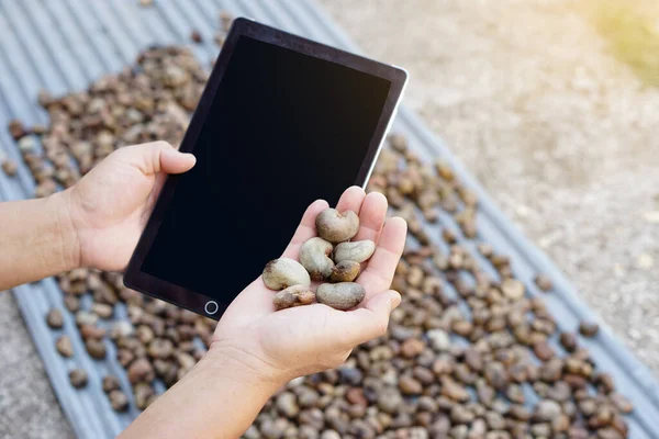 Closeup hands hold smart tablet and cashew seeds. Concept : using technology internet to inspect and research about agricultural crops. Analysis economic crops to improve and develop cashew breeds.