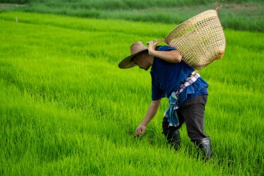 Asyalı çiftçi çeltik tarlasında çalışıyor. Pirinç tarlasında otları ve otları elden çıkarın. Tarım işgali kavramı. Organik tarım. Kimyasal kullanım yok. Tarım için doğal yollar kullanın..