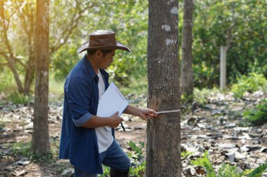 Asyalı botanikçi ağaç gövdesini inceleyip ölçer ve ayrıntıları kağıda yazar. Kavram: araştırma ve botanik bitkileri. Orman ve çevre koruma.        