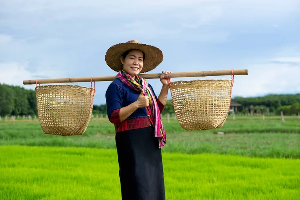 Asian woman farmer carries baskets on shoulders to work at paddy field, wears hat, traditional costume. Concept : Agriculture occupation. Thai farmer. Rural lifestyle in Thailand. Happy living.
