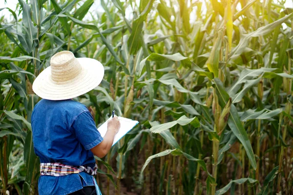Back view of Asian farmer is checking and collecting information of growth and diseases of plants in maize garden in Thailand. Concept : Agricultural study and research.