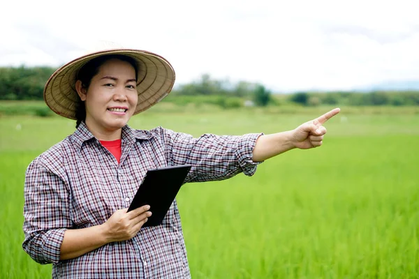 Happy Asian woman farmer is at green paddy field, wears hat, plaid shirt, holds smart tablet, points to something.  Concept: agriculture occupation, using wireless technology device. Smart farmer.