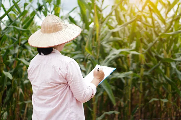 Back view of Asian farmer is checking and collecting information of growth and diseases of plants in maize garden in Thailand. Concept : Agricultural study and research.
