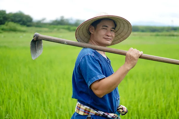 Hombre Asiático Granjero Está Arrozal Lleva Sombrero Camisa Azul Sostiene —  Fotos de Stock