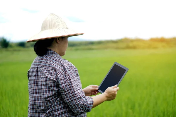 アジアの女性農家は水田で 帽子をかぶって シャツを着て スマートタブレットを保持しています スマート農家は農業の管理と研究に技術デバイスインターネットやアプリを使用しています — ストック写真