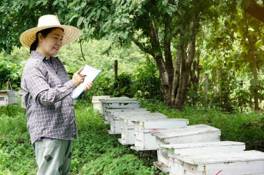 Asian female farmers is surveying and inspecting wooden beekeeping boxes in the orchard for raising bees. Do research to develop quality. Concept : Business beekeeping industry  for honey in orchards.