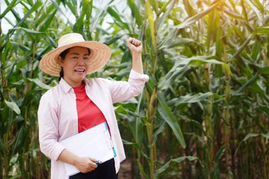 Asyalı kadın şapka takıyor, kağıt pano tutuyor, alkışlar gibi elini kaldırıyor Tayland 'daki mısır bahçesinde gülümsüyor. Konsept: Tarım çalışmaları ve mahsul geliştirme araştırmaları          