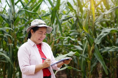 Asyalı kadın çiftçi Tayland 'daki mısır bahçesindeki bitki ve bitki hastalıkları hakkında bilgi topluyor. Konsept: Tarım çalışmaları ve mahsul geliştirme araştırmaları.  