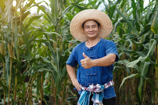 Asian man farmer wears hat and blue shirt is at maize garden. Thumbs up, put hand on hip, feels confident. Concept : Agriculture occupation. organic farming.