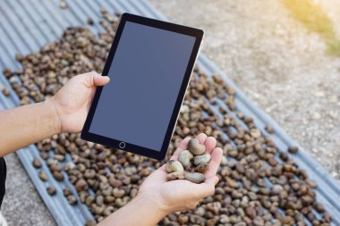 Kapalı eller akıllı tablet ve kaju çekirdeği tutar. Kavram: Teknoloji internetini tarımsal ürünleri incelemek ve araştırmak için kullanmak. Kaju tohumlarını geliştirmek ve geliştirmek için ekonomik ürünleri analiz edin..   