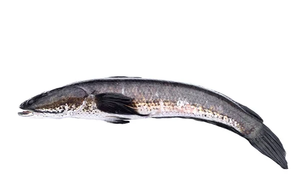 Fresh Cork Fish Snake Fish Isolated White Background Concept Freshwater — Stock Photo, Image