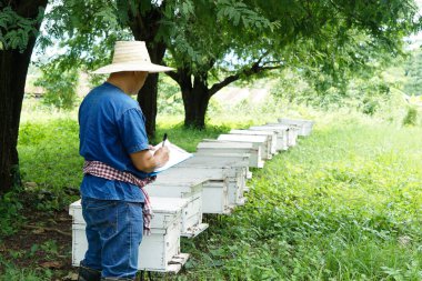 Asian man farmers is surveying and inspecting wooden beekeeping boxes in the orchard for raising bees. Do research to develop quality. Concept : Business beekeeping industry  for honey in orchards.