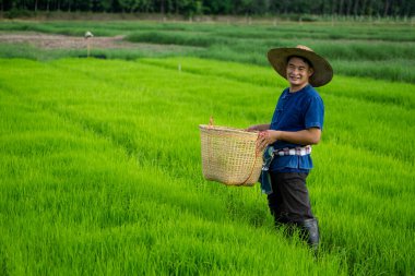 Asyalı çiftçi çeltik tarlasında çim ve otları elden çıkarmak için çalışıyor. Tarım işgali kavramı. Organik tarım. Kimyasal kullanım yok. Doğal yolları kullan. .