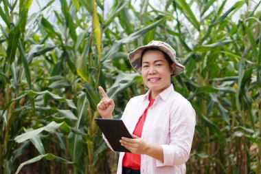 Mutlu Asyalı kadın çiftçi mısır bahçesinde, akıllı tableti tut, parmağını kaldır. Tarım araştırmaları kavramı. Akıllı çiftçi. Ekinleri yönetmek ve geliştirmek için teknolojiyi kullanmak. 