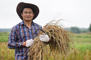Asyalı çiftçi şapka, ekose gömlek ve eldiven giyer çeltik tarlasında pirinç yemek için orak tutar. Ulusal çiftçi.  