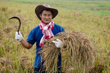 Asyalı çiftçi şapka takıyor, çeltik tarlasında pirinç yemek için orak tutuyor. Tarım işgali kavramı. Ulusal çiftçi.   