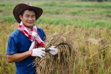 Asyalı çiftçi şapka takıyor, çeltik tarlasında pirinç yemek için orak tutuyor. Tarım işgali kavramı. Ulusal çiftçi.   