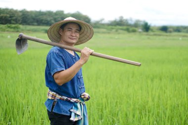 Asyalı çiftçi çeltik tarlasında, şapka takıyor, mavi gömlek giyiyor ve omzunda çapa tutuyor. Organik tarım kavramı. Kimyasal yok. Herbisit yerine geleneksel manüel araç kullanmak. Sıfır kirlilik