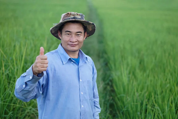 Portrait of handsome Asian male farmer is at green paddy field, wears hat, blue shirt, thumbs up. Concept : Agriculture occupation, Farmer satisfied in organic product.