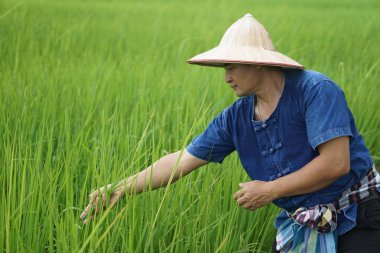Asian erkek çiftçisi, çeltik tarlasında büyüyen pirinç bitkilerini ve hastalıklarını kontrol etmek için şapka ve mavi gömlek giyiyor. Tarım işgali, organik tarım. Kendine iyi bak..          