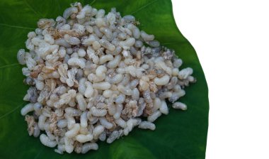 Yeşil yaprakta pişirmek için karınca yumurtası. Mevsimlik yerel Tayland yemekleri konsepti. Garip yemekler. Tayland 'ın kuzeyindeki köylüler ağaçta karınca yumurtası bulur ve lezzetli menüler için yemek yaparlar. Orman ürünü.        