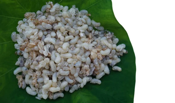 Ant eggs for cooking on green leaf. Seasonal local Thai food concept. Weird food. Thai northern villagers find ant eggs on tree in forest and bring to cook for delicious menu. Forest product.
