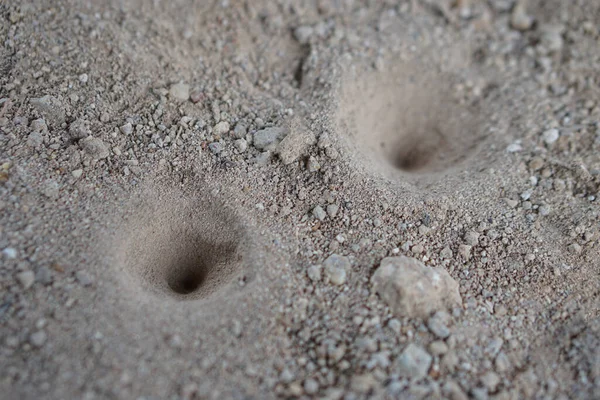 Closeup holes on soil ground. Holes of small insects, Ant lion\'s larva on the ground. Animal traps