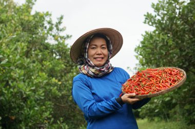 Mutlu Asyalı kadın çiftçi bahçede, şapka takıyor, mavi gömlek giyiyor, kırmızı biber tablası tutuyor. Kavram: Yerel tarım çiftçiliği. Rahat bir yaşam tarzı. Çiftçi memnun. Organik ürünler.    