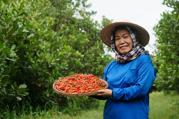 Happy Asian woman farmer is in garden, wears hat, blue shirt and hold tray of red chillies. Concept : Local agriculture farming. Easy living lifestyle. Farmer satisfied.