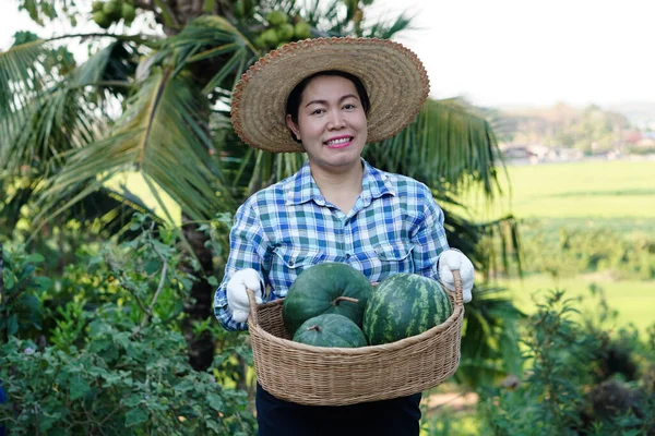 Mujer Asiática Jardinero Lleva Sombrero Camisa Cuadros Arboledas Sostienen Cesta — Foto de Stock