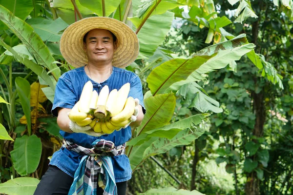 Asian man gardener wear hat, holds organic ripe yellow banana fruits in his garden.  Concept : Agriculture crop in Thailand. Thai farmers grow  bananas for sell as family business or share to neighbor