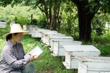 Asian female farmers is surveying and inspecting wooden beekeeping boxes in the orchard for raising bees. Do research to develop quality. Concept : Business beekeeping industry  for honey in orchards.