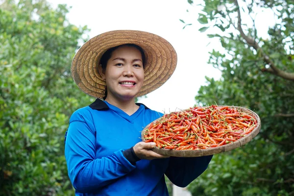 Happy Asian woman farmer is in garden, wear hat, blue shirt, hold tray of red chillies. Concept : Local agriculture farming. Easy living lifestyle. Farmer satisfied. Organic crops.