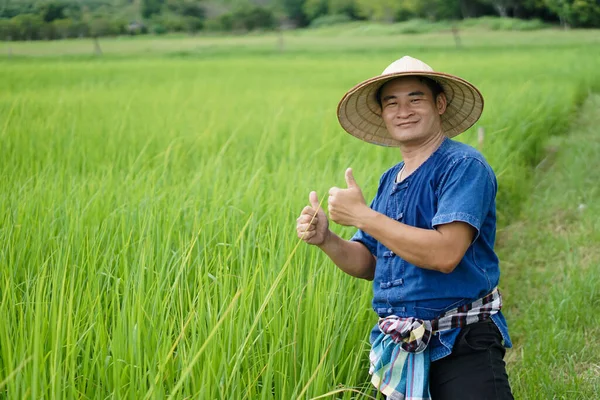 Азиатский Фермер Зеленом Поле Носит Шляпу Синюю Рубашку Пальцы Вверх — стоковое фото