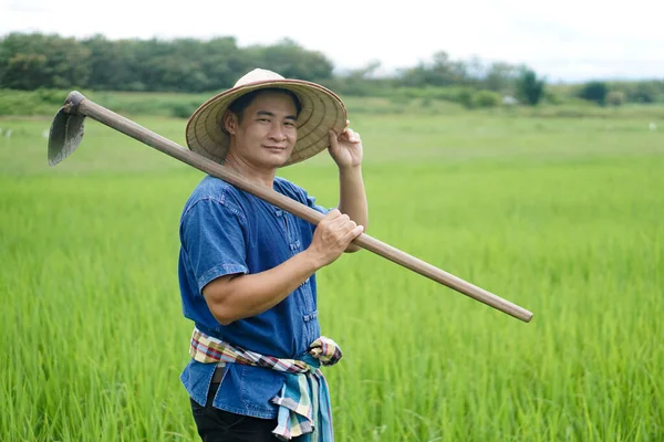 アジアの男の農家は水田にあり 帽子をかぶって青いシャツを着て 肩に蹄を保持しています 有機農業をコンセプトに 化学物質はない 除草剤の代わりに伝統的な手動ツールを使用してください 汚染ゼロ — ストック写真