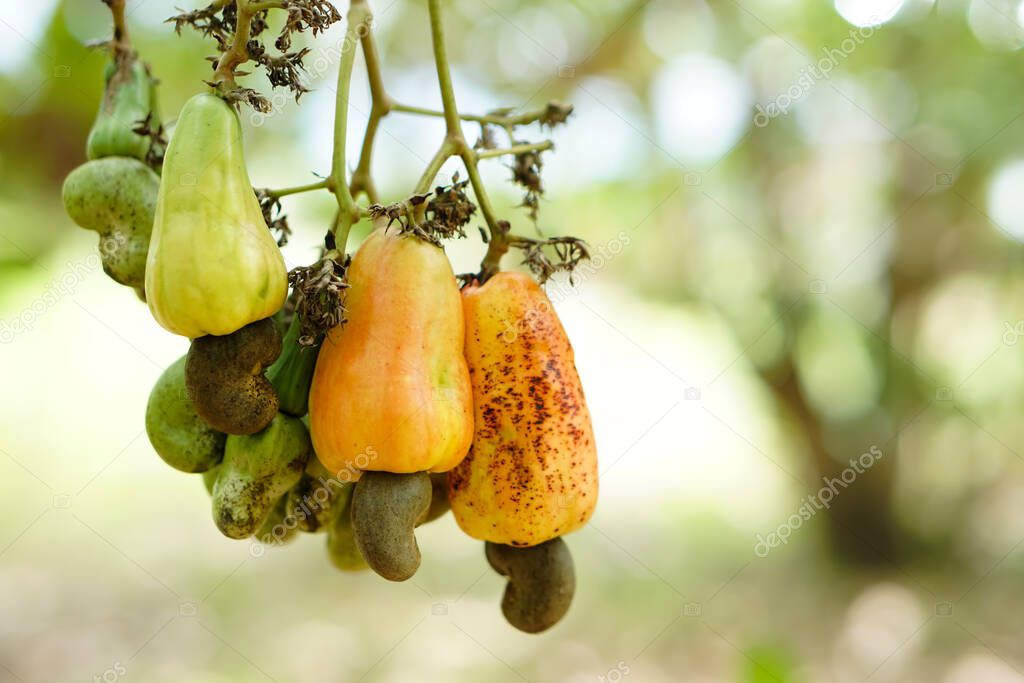 Frutos amarillos de anacardo en el jardín. Fresco y orgánico. Concepto
