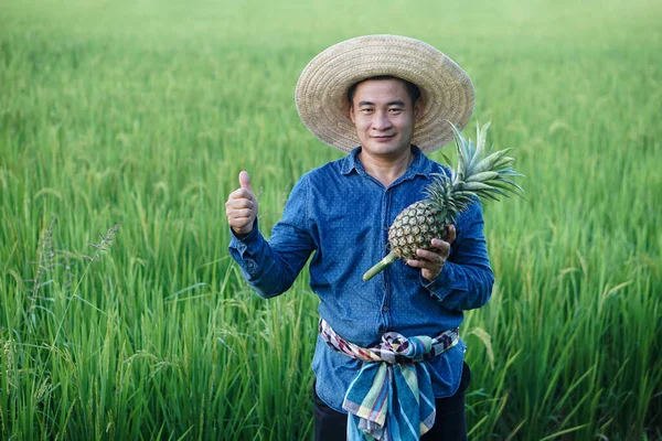 Handsome Asian man farmer wears hat, blue shirt, holds pineapple fruit, thumbs up. Concept : Agriculture crop in Thailand. Farmer satisfied. Organic crops. Seasonal fruits.
