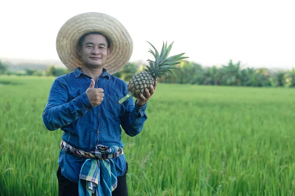 Handsome Asian man farmer wears hat, blue shirt, holds pineapple fruit, thumbs up. Concept : Agriculture crop in Thailand. Farmer satisfied. Organic crops. Seasonal fruits.